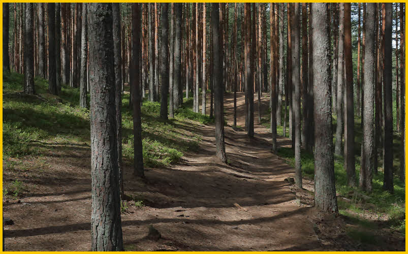 Forest